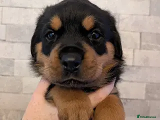 Rottweiler dogs Exceptional huge Rottweiler pups - Advert 2