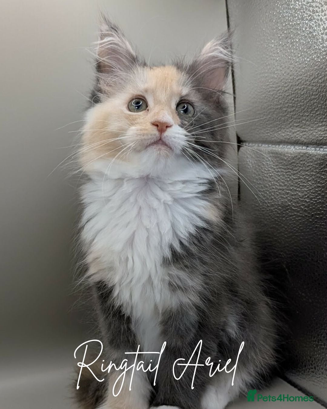 Maine Coon cats GCCF Reg'd Maine Coon Kittens Ready End of June - Advert 7
