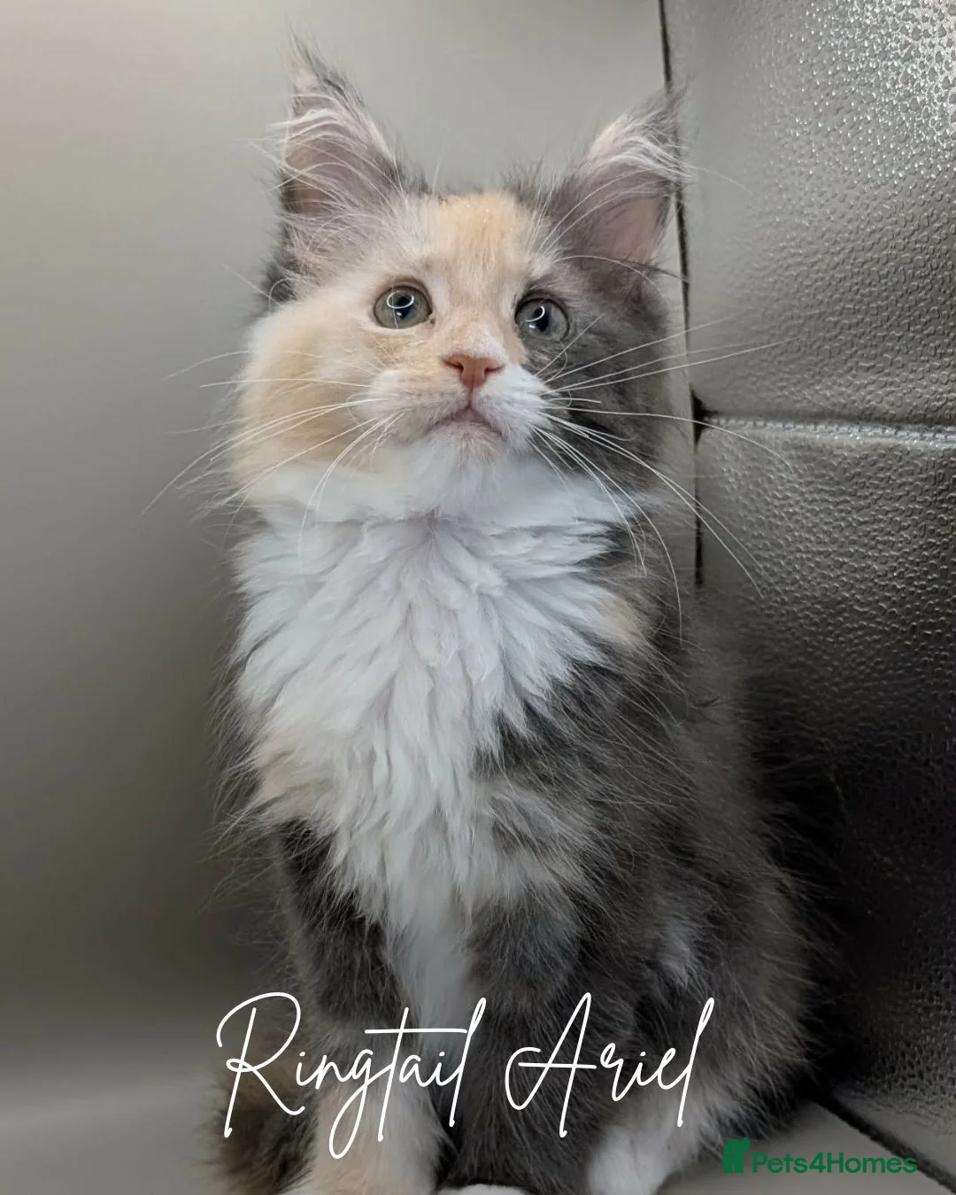 Maine Coon cats for sale: GCCF Reg'd Maine Coon Kittens Ready End of June - Advert 1