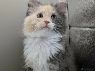 Maine Coon cats GCCF Reg'd Maine Coon Kittens Ready End of June - Advert 15