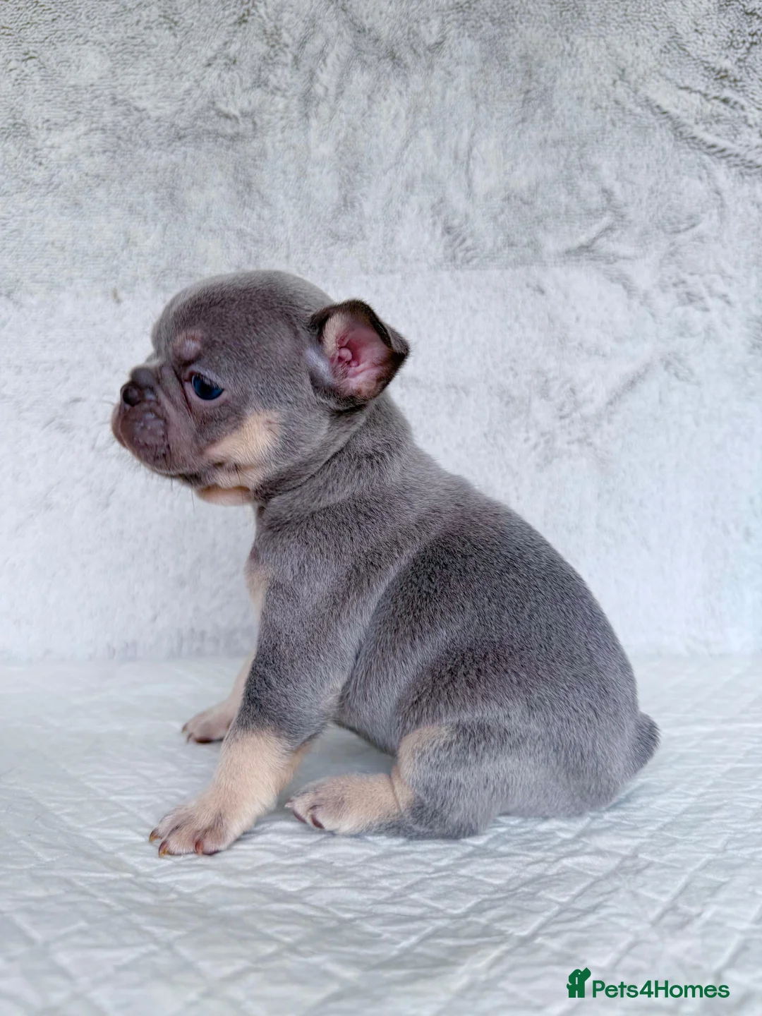 French Bulldog dogs for sale: KC registered new shade French Bulldog puppies - Advert 24