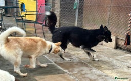 Mixed Breed dogs for adoption: Renato - Norwich Norfolk  - Image 8