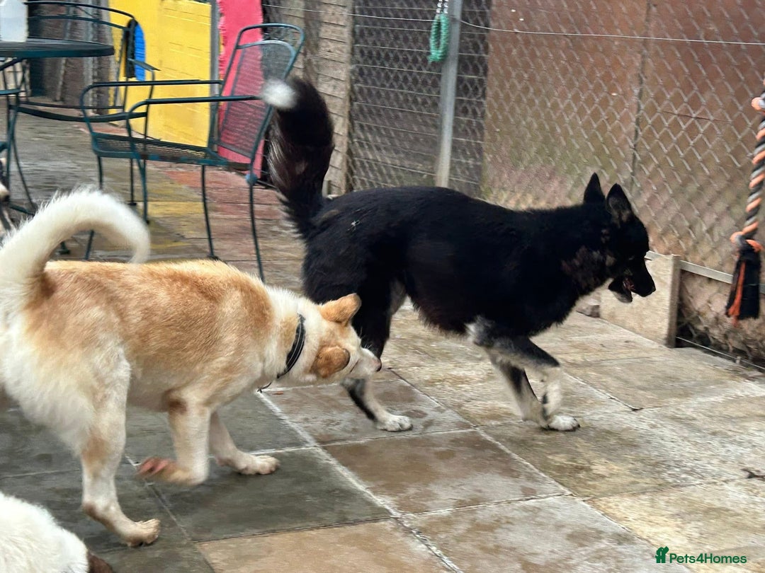 Mixed Breed dogs for adoption: Renato - Norwich Norfolk  - Image 8