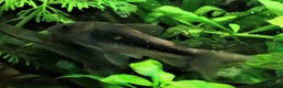 Corys fish for sale: Various species of Corydoras. Adult breeding pairs - Advert 13