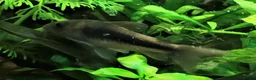 Corys fish for sale: Various species of Corydoras. Adult breeding pairs - Advert 13