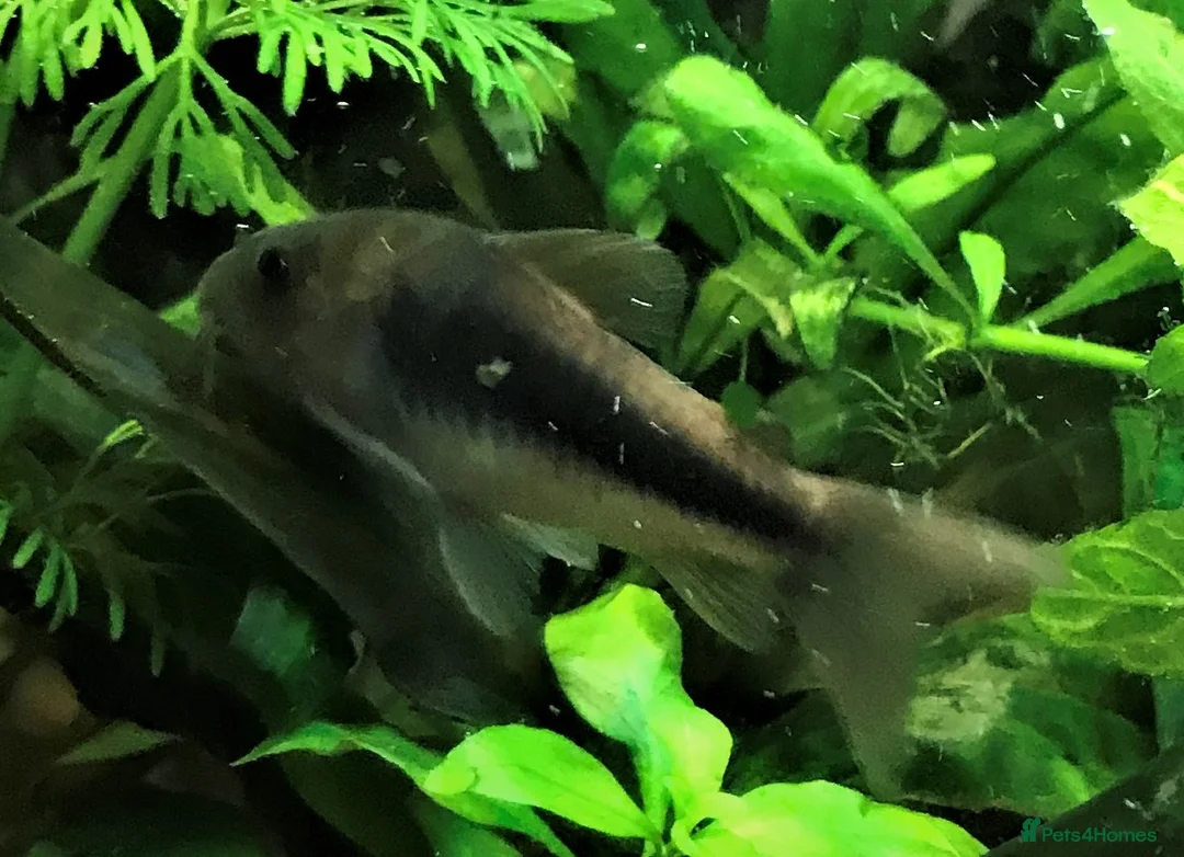 Corys fish for sale: Various species of Corydoras. Adult breeding pairs - Advert 13