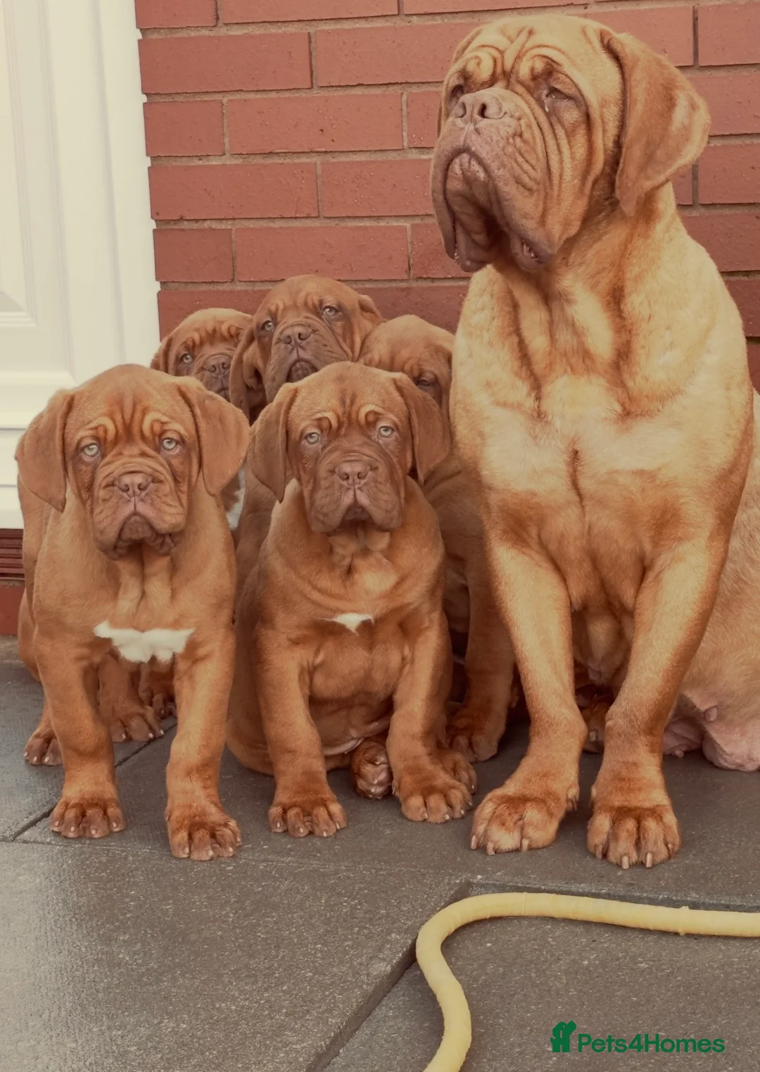 Dogue De Bordeaux dogs for sale: 3 Beautiful boys available ! - Advert 1