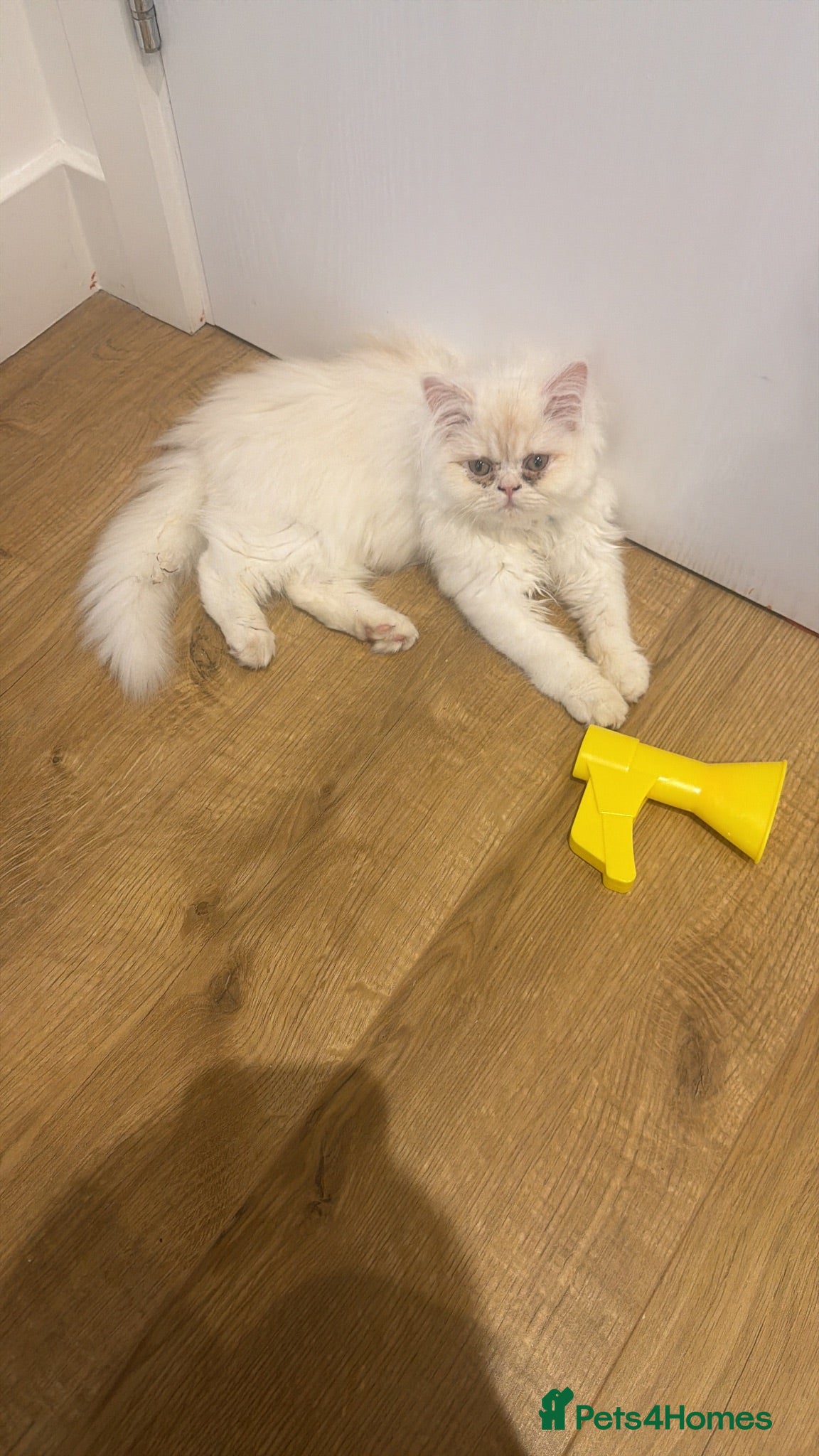 Persian cats 3 months old Persian kitten  - Advert 6