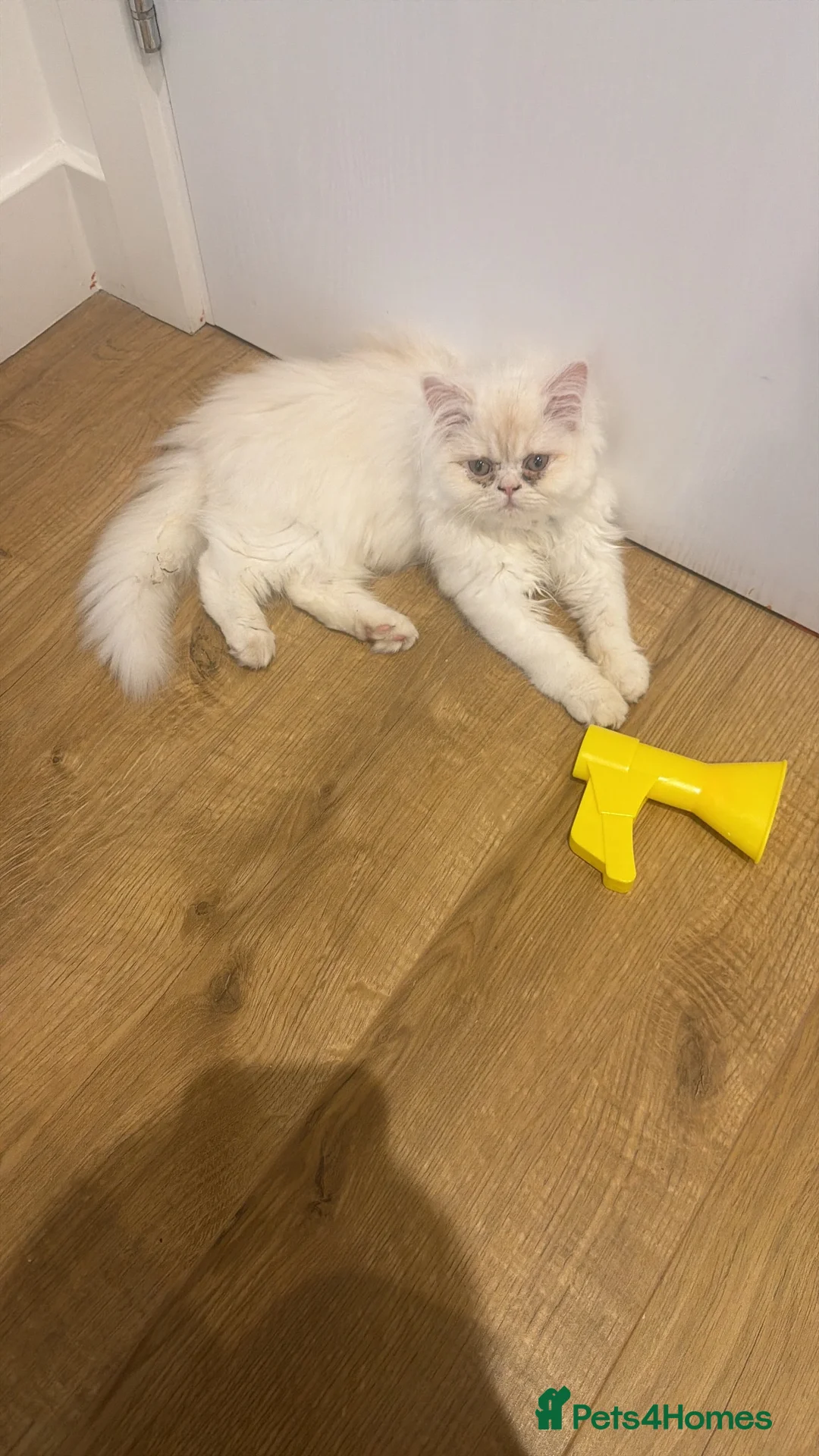 Persian cats for sale: 3 months old Persian kitten  in London - Advert 1