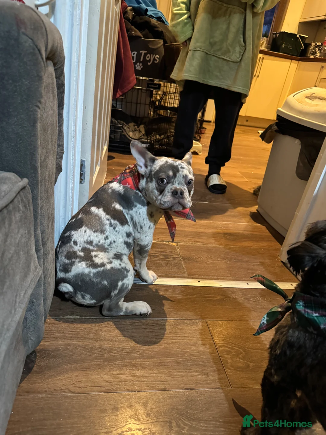 French Bulldog dogs for sale: Milo  in Dukinfield - Advert 1