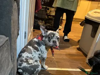 French Bulldog dogs Milo - Advert 2