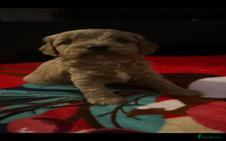 Cavapoo dogs for sale: Cavapoo - Advert 11