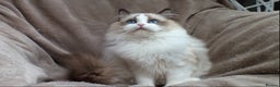 Ragdoll cats for sale: 2 RAGDOLL KITTENS TO GO TOGETHER CHAMPION IMP BL - Advert 24