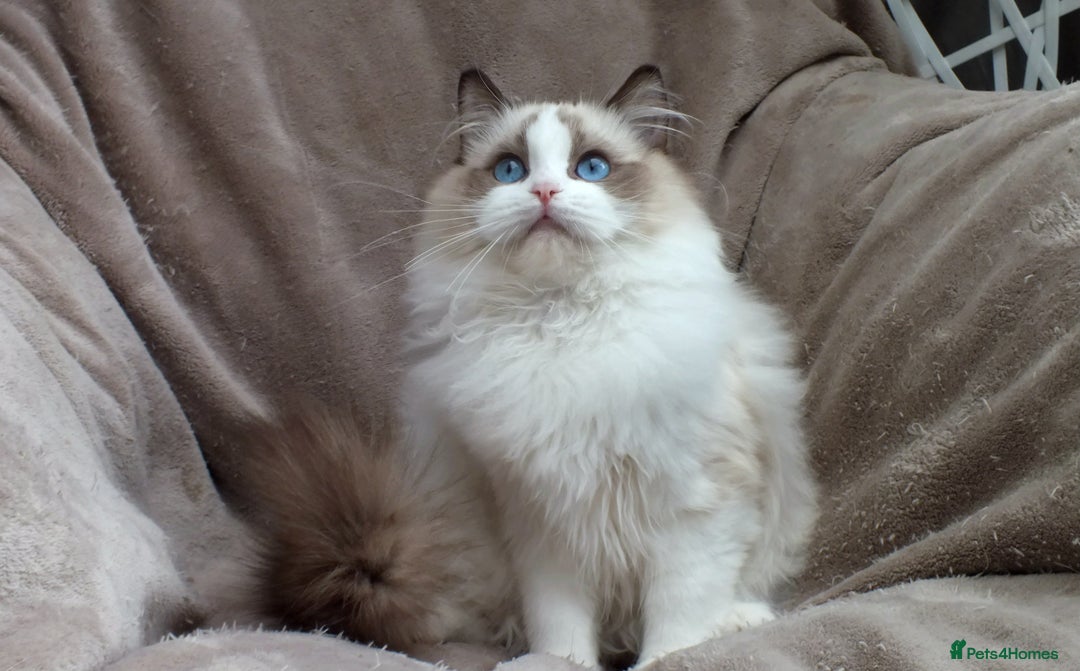 Ragdoll cats for sale: 2 RAGDOLL KITTENS TO GO TOGETHER CHAMPION IMP BL - Advert 24