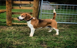 Beagle dogs for sale: SUPER CHUNKY KC SHOW BEAGLE PUPPIES - Image 30