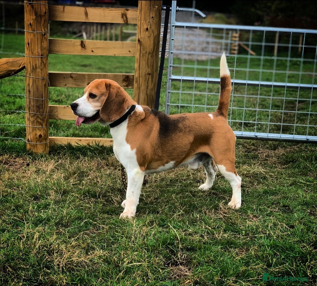 Beagle dogs for sale: SUPER CHUNKY KC SHOW BEAGLE PUPPIES - Image 30