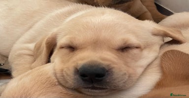 Labrador Retriever dogs - Advert 2