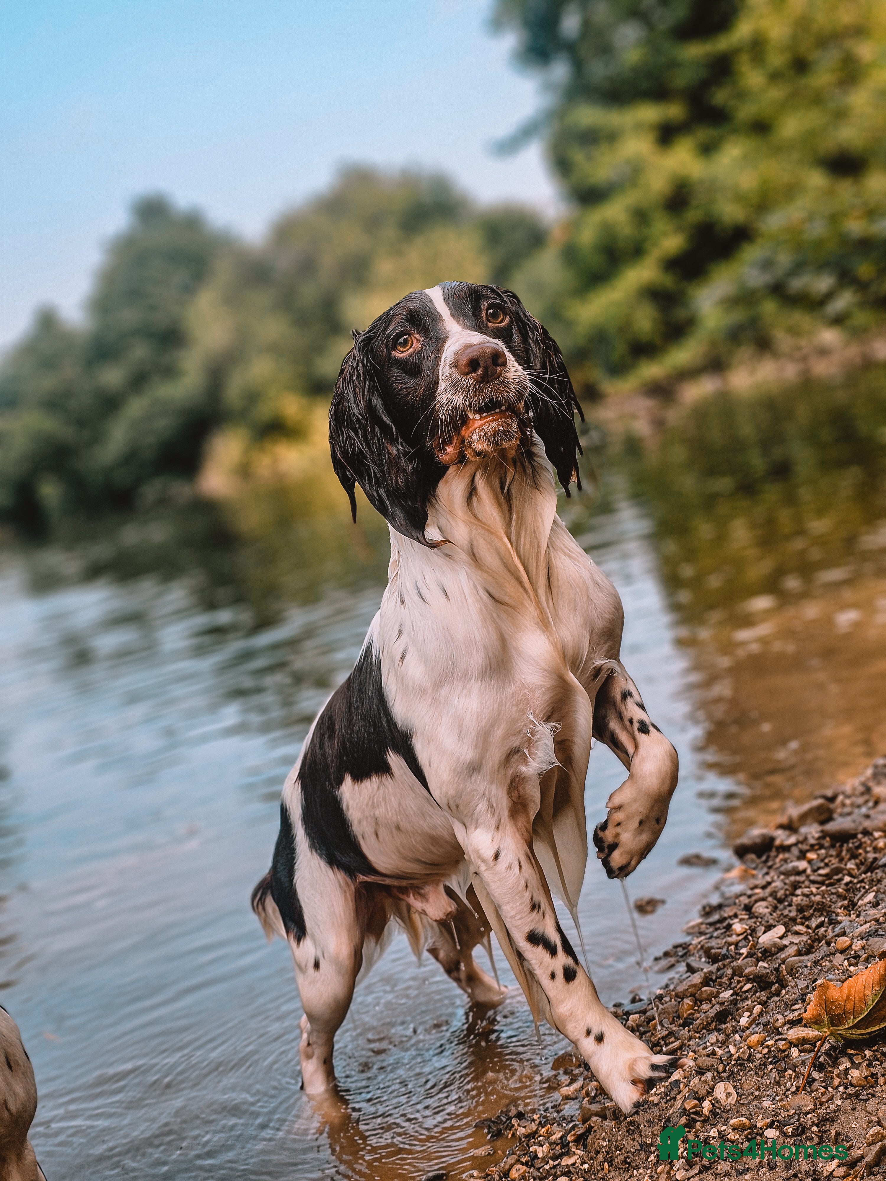 English Springer Spaniel dogs English Springer Spaniel Stud in Derby - Advert 13