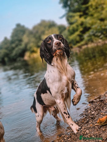 English Springer Spaniel dogs English Springer Spaniel Stud in Derby - Advert 1