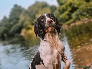 English Springer Spaniel dogs English Springer Spaniel Stud in Derby - Advert 1