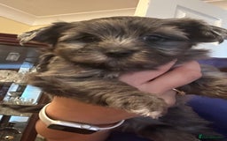 Yorkshire Terrier dogs for sale: Colourful Yorkshire terrier - Image 23