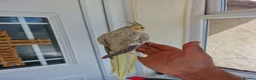 Cockatiels birds for sale: Super Silly hand tamed baby cockatiel - Advert 14