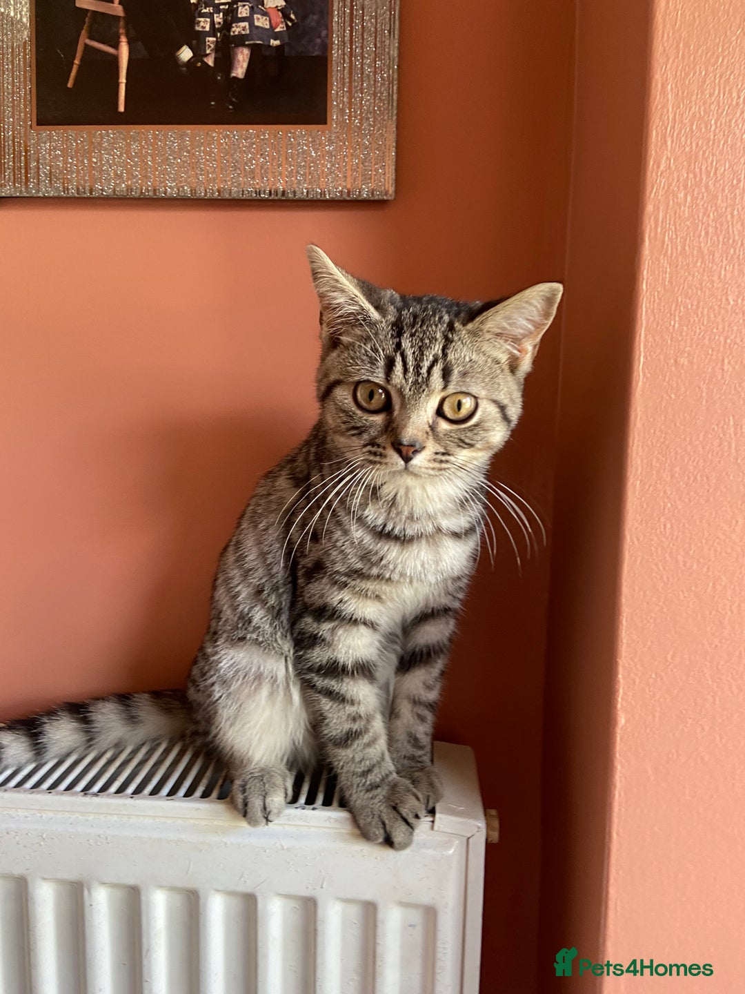 British Shorthair cats for sale: 2 Male British shorthairs. - Image 16