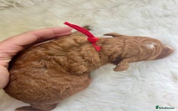 Cavapoo dogs for sale: Top Quality extensively tested F1b Toy cavapoo’s  - Image 14