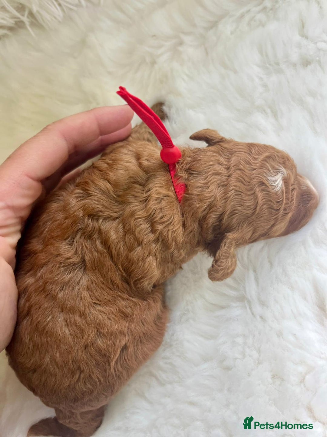 Cavapoo dogs for sale: Top Quality extensively tested F1b Toy cavapoo’s  - Image 14