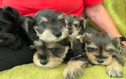 Miniature Schnauzer dogs for sale: Happy healthy miniature Schauzer puppies - Image 24