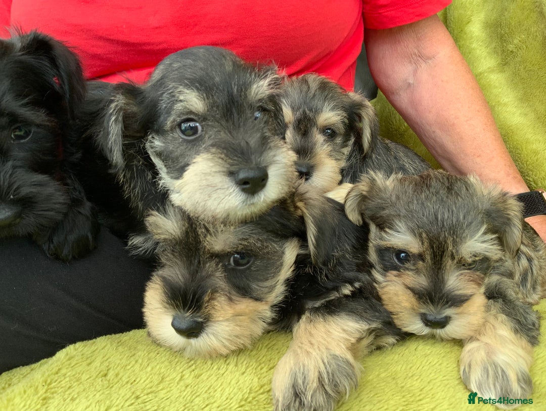 Miniature Schnauzer dogs for sale: Happy healthy miniature Schauzer puppies - Image 24