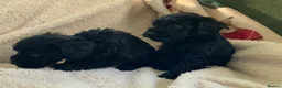 Schnoodle dogs for sale: Stunning miniature Schnoodle puppies - Advert 10