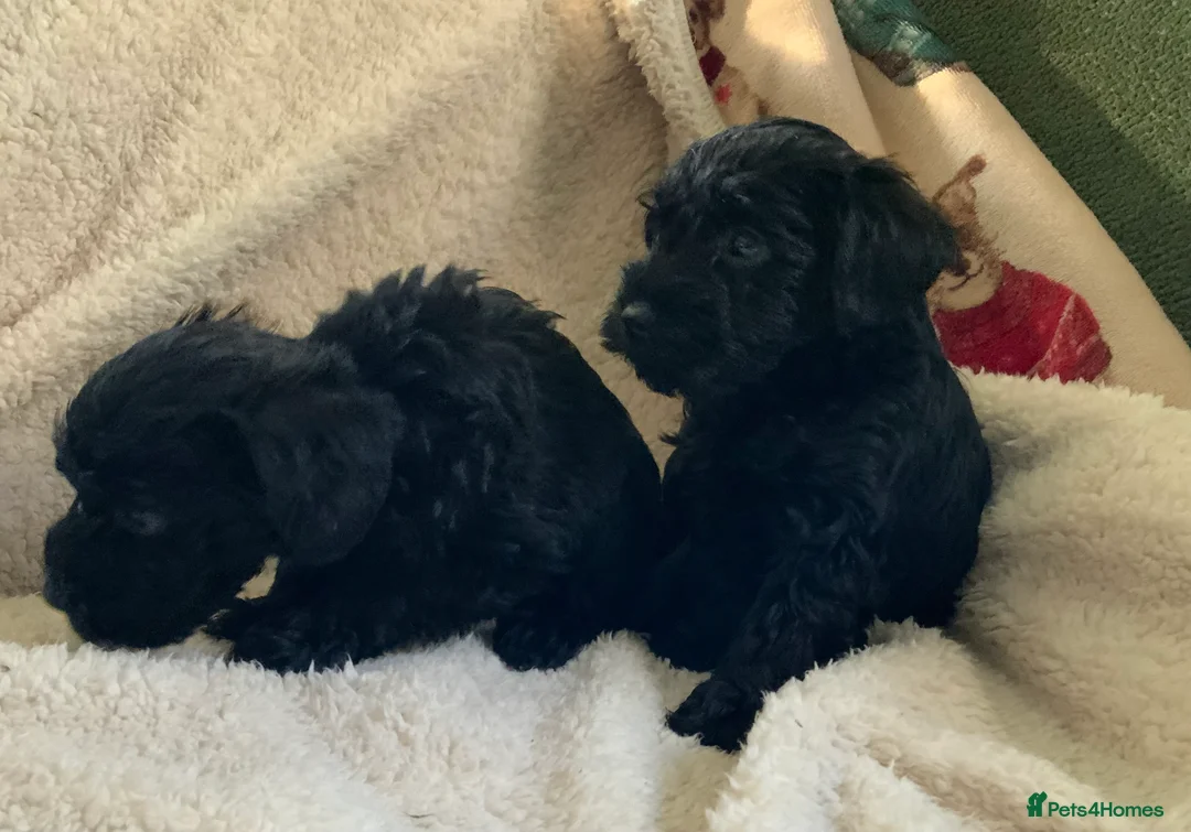 Schnoodle dogs for sale: Stunning miniature Schnoodle puppies - Advert 10