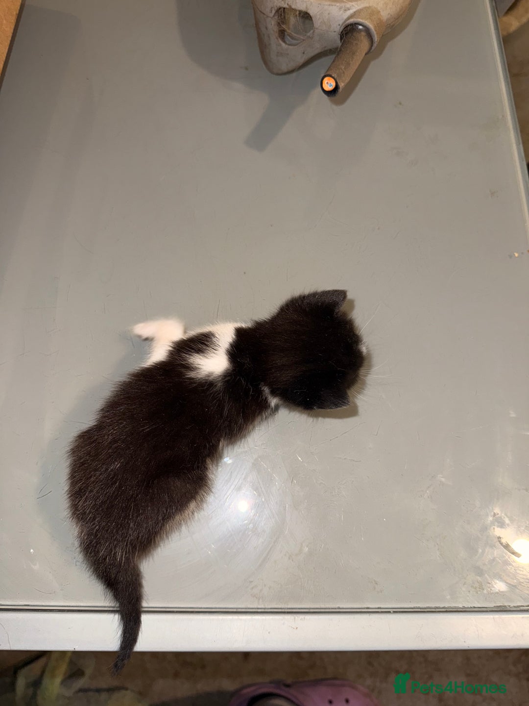 Mixed Breed cats for sale: 3 kittens for sale  - Advert 7