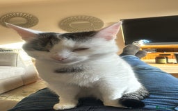 Mixed Breed cats for sale: Cat for rehoming  - Image 2