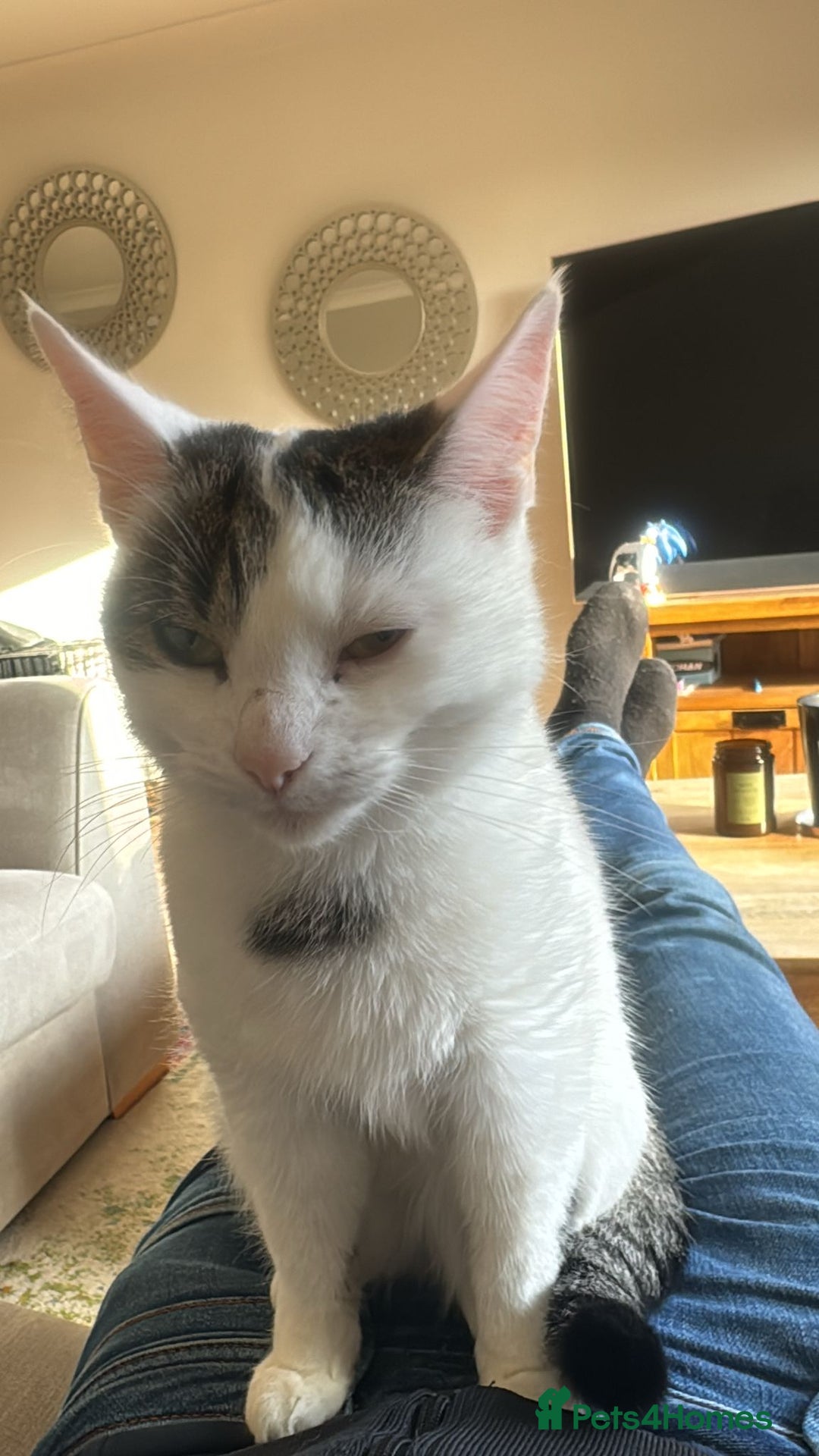 Mixed Breed cats for sale: Cat for rehoming  - Image 2