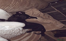 Mixed Breed dogs for sale: Saluki bull greyhound cross mali - Image 3