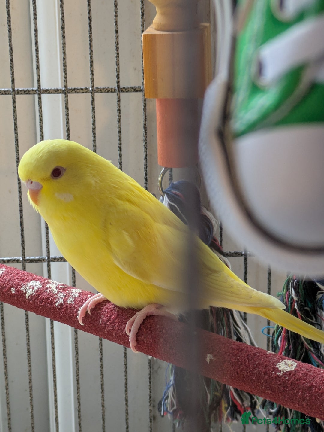 Budgerigars birds for sale: Beautiful baby budgies  - Image 3