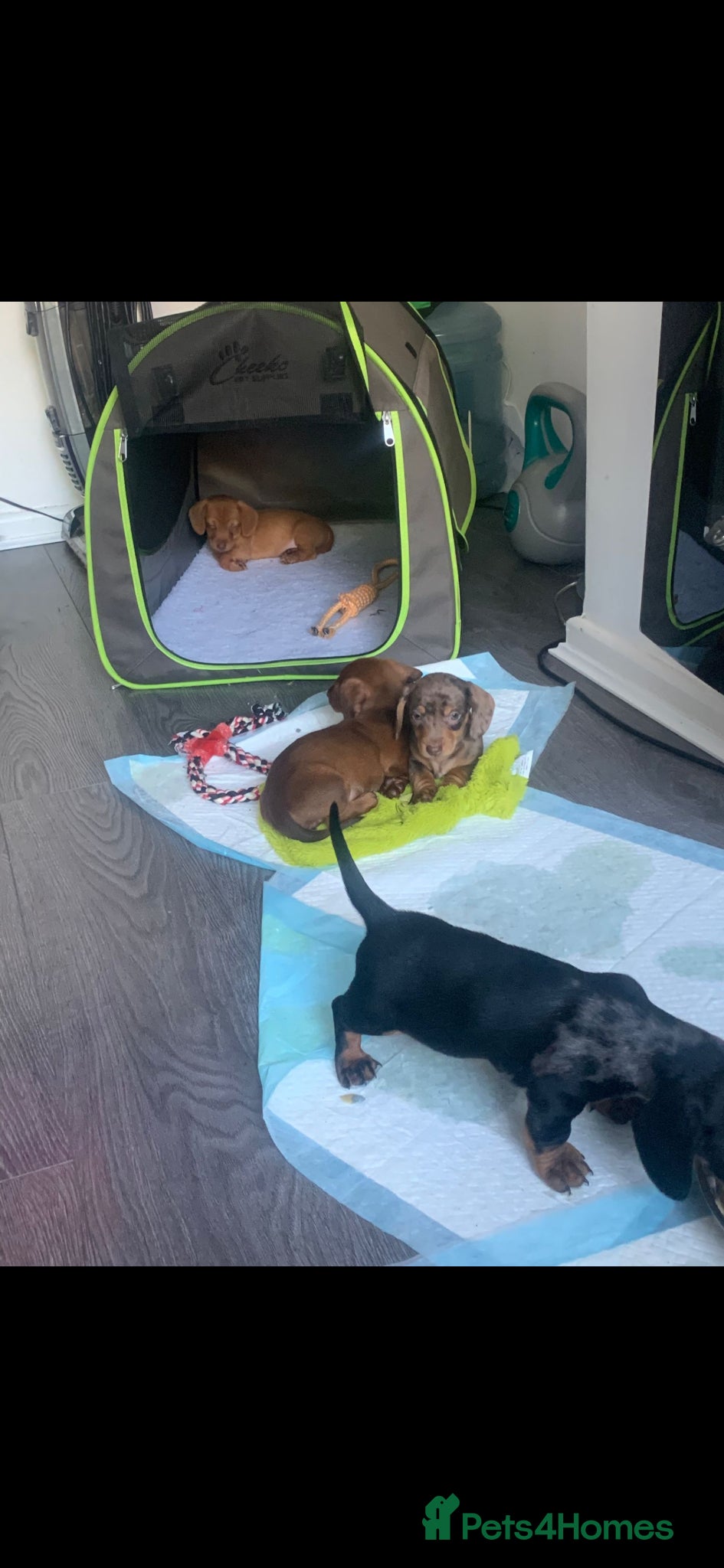Miniature Dachshund dogs Miniature daschound pups - Advert 2
