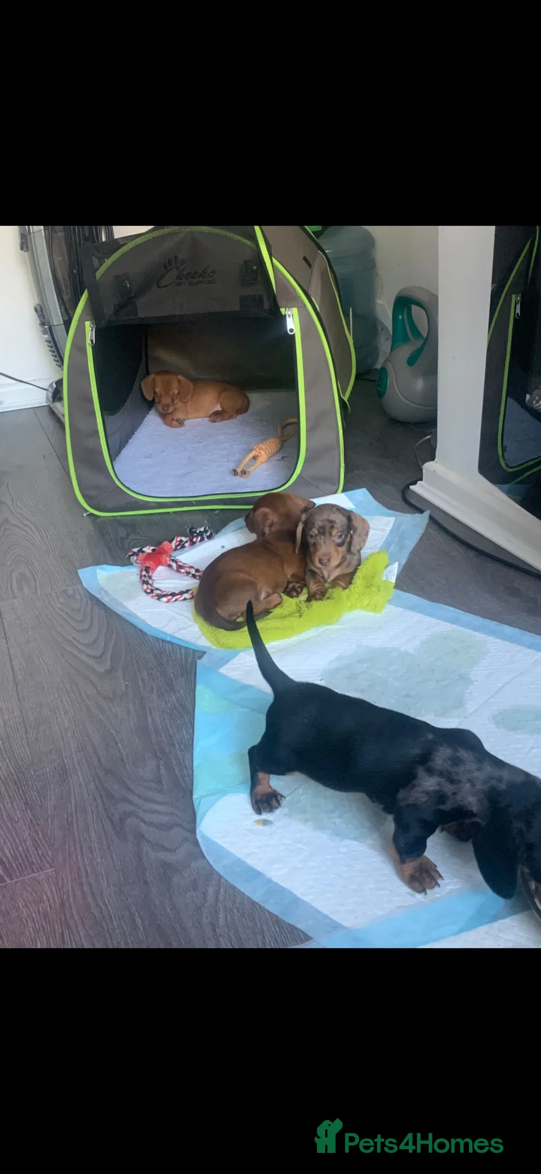 Miniature Dachshund dogs for sale: Miniature daschound REDUCED ££650££ - Advert 1