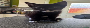 Kitten 1 – Black Female with White Socks