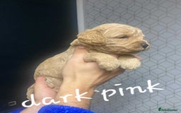 Mixed Breed dogs for sale: Beautiful female available ready to leave 1st nov - Image 21