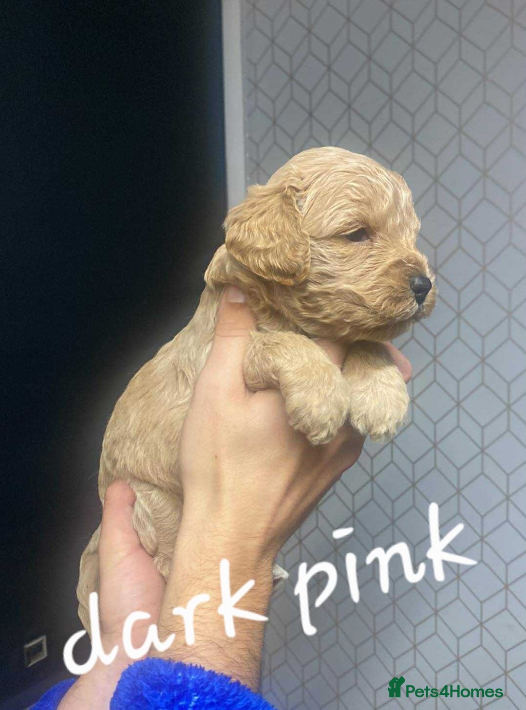 Mixed Breed dogs for sale: Beautiful female available ready to leave 1st nov - Image 21