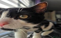 Mixed Breed cats for sale: Female kitten 🐈 - Image 6