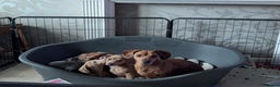 Dachshund dogs for sale: Standard Dachshund Puppies - Advert 1