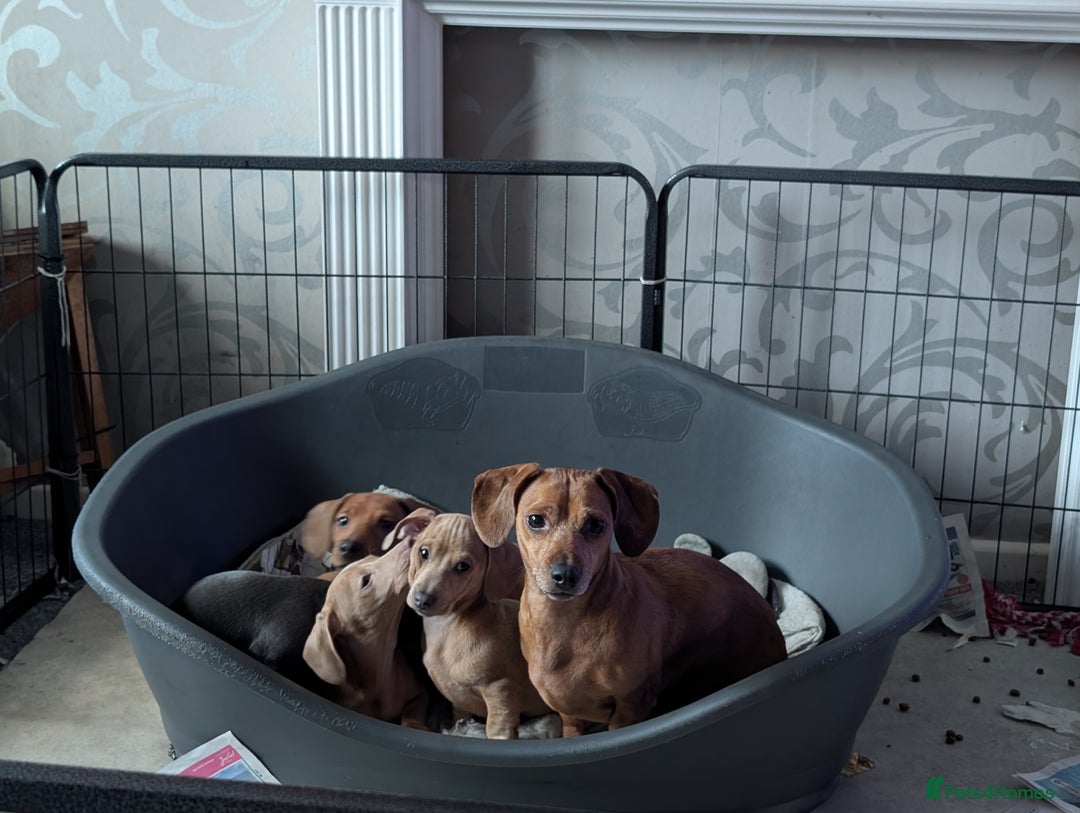 Dachshund dogs for sale: Standard Dachshund Puppies - Advert 1