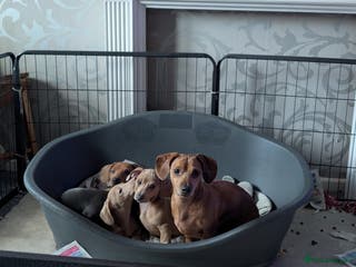 Dachshund dogs Standard Dachshund Puppies - Advert 6