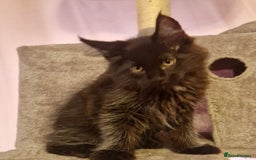 Maine Coon cats for sale: 🌟Ready to leave 4 XL Maine Coons active available - Image 25