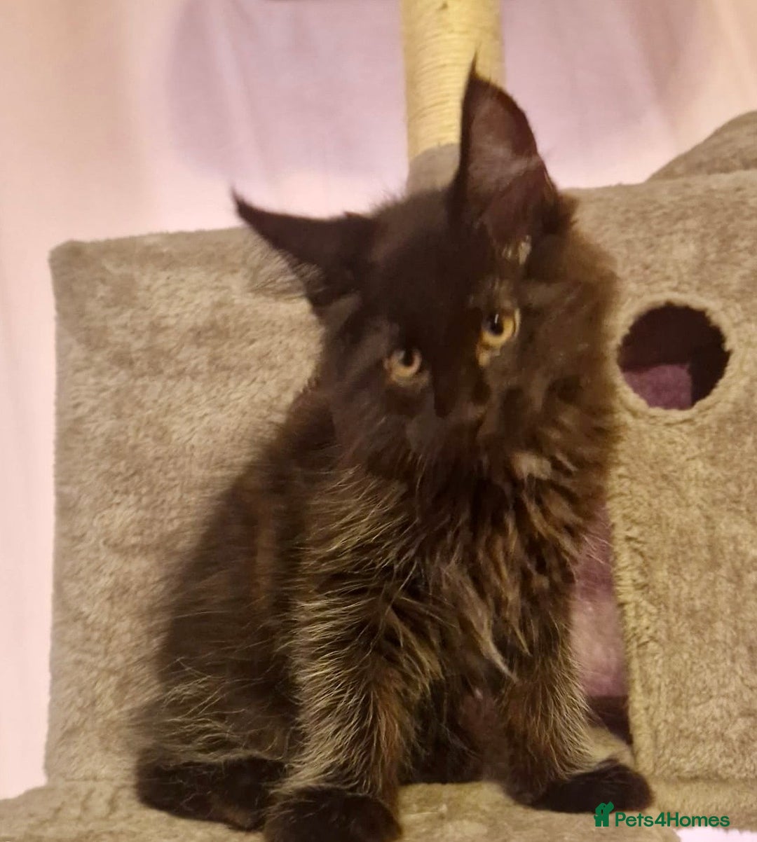 Maine Coon cats for sale: 🌟Ready to leave 4 XL Maine Coons active available - Image 25