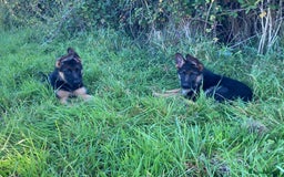 German Shepherd dogs for sale: 25 years experience breeding German Shepherds  - Image 20